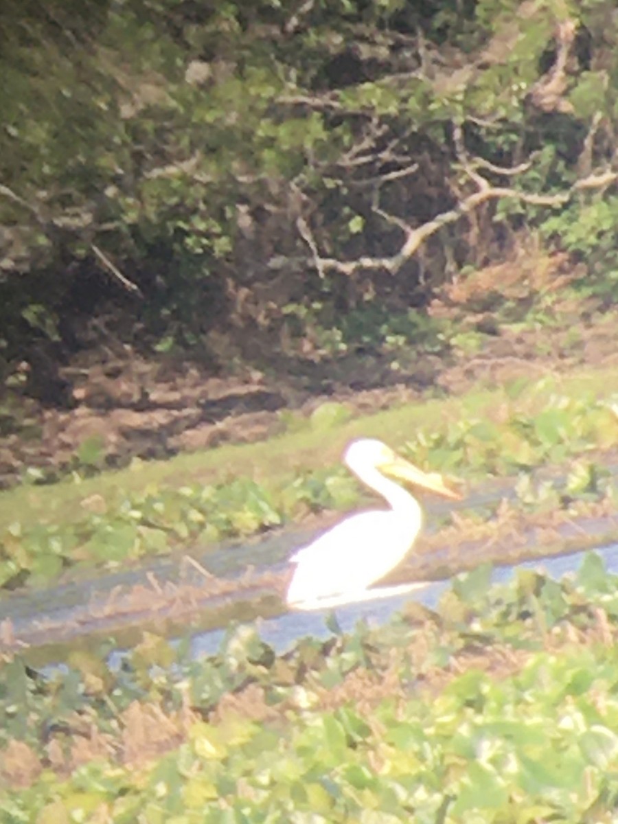 American White Pelican - ML562160661