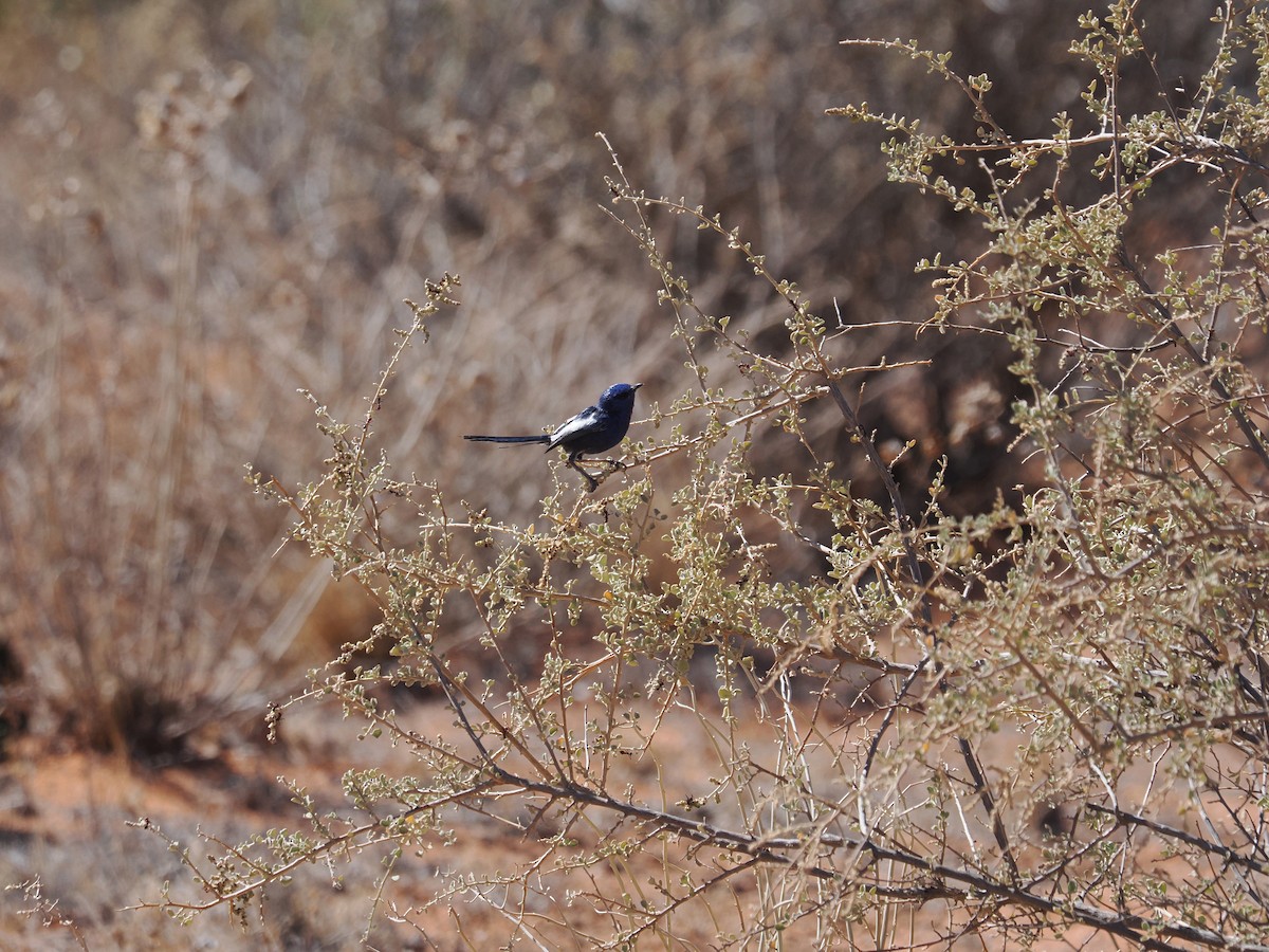 White-winged Fairywren - ML562160981