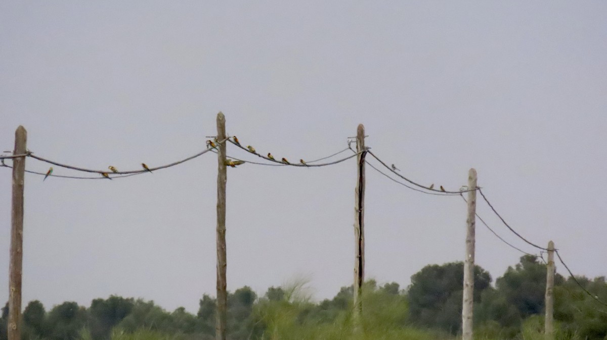European Bee-eater - ML562161401