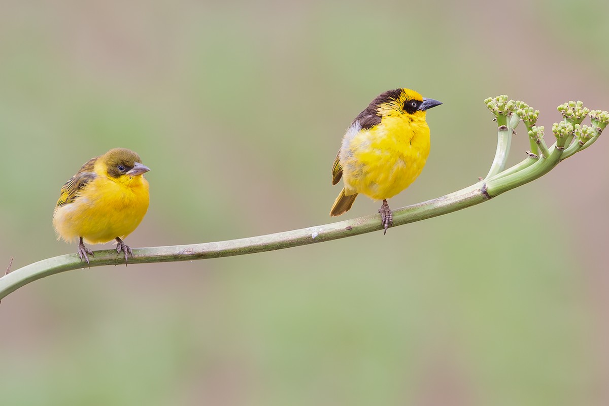 Baglafecht Weaver - ML562161901