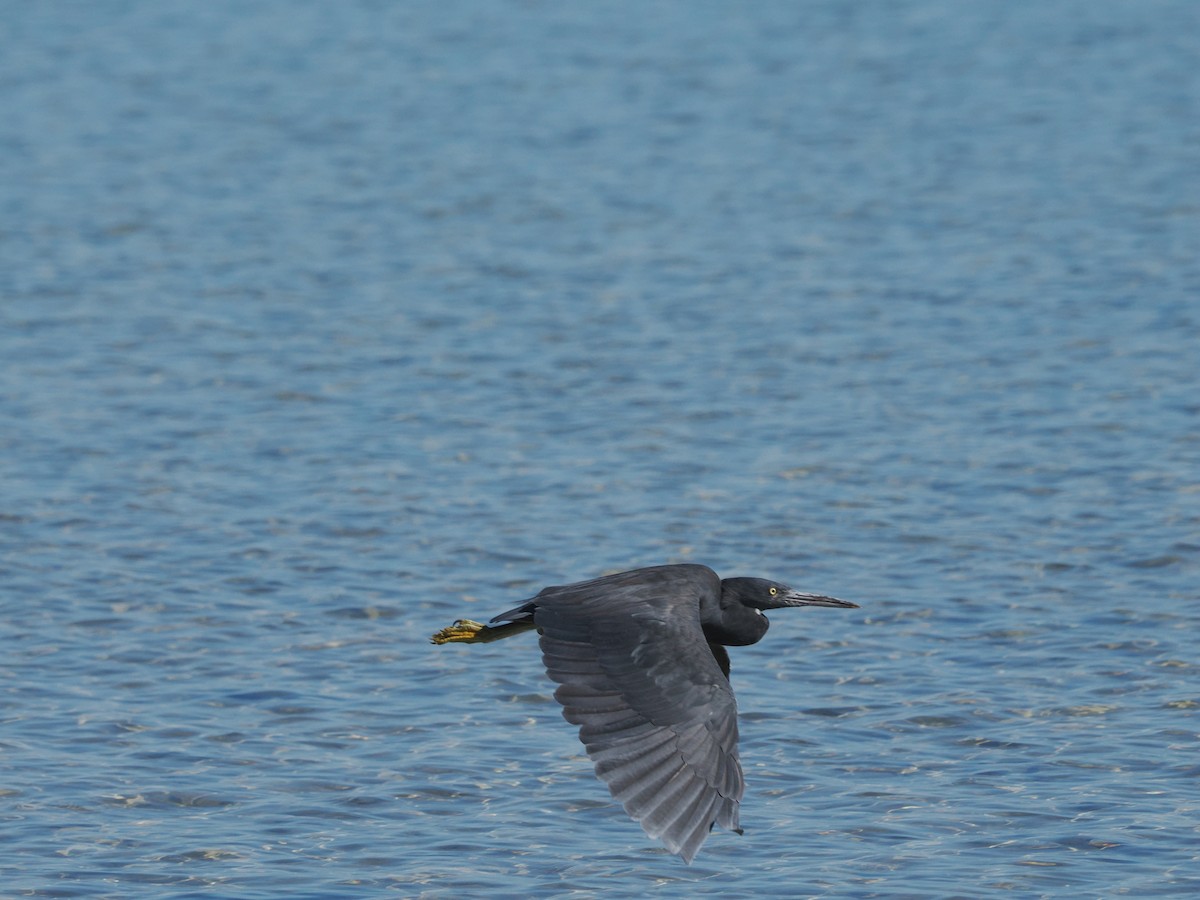 Pacific Reef-Heron - ML562162371