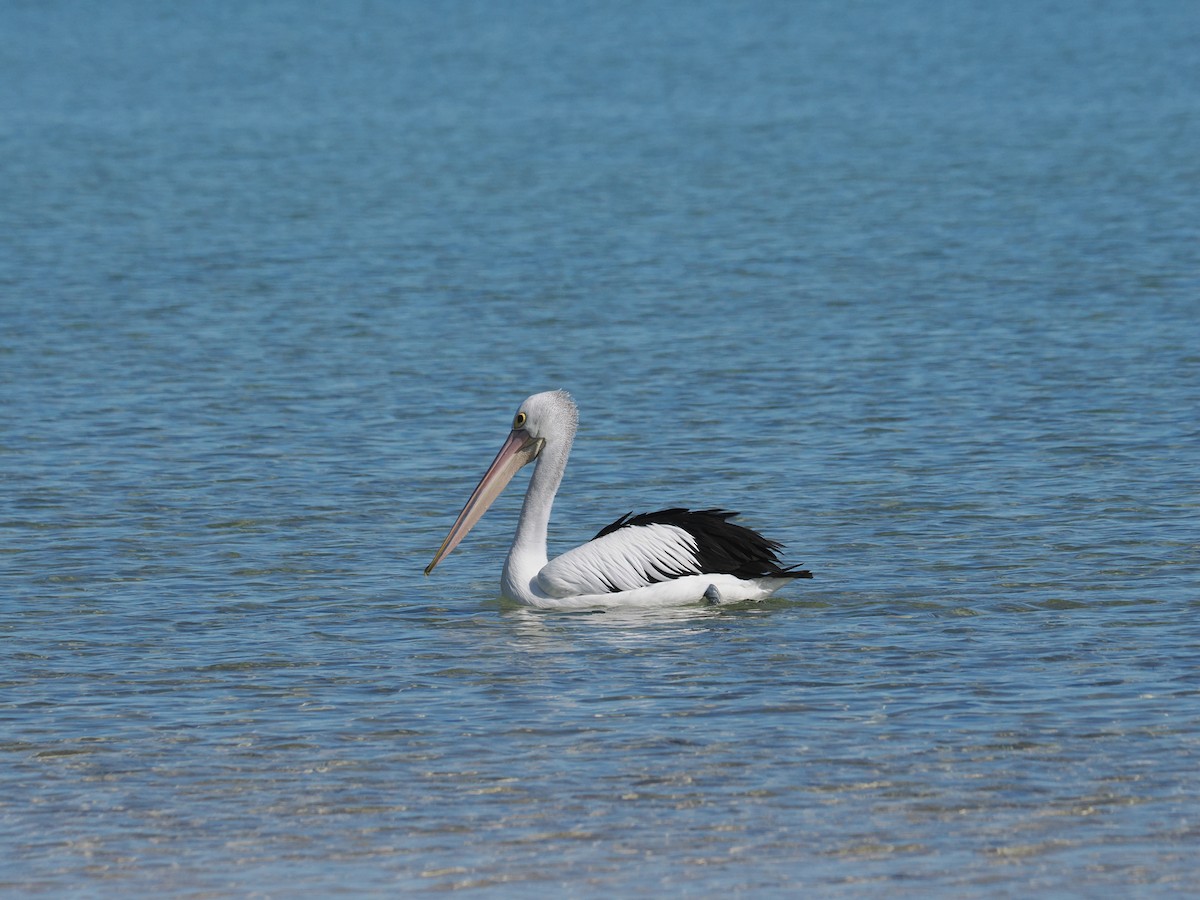 pelikán australský - ML562162451