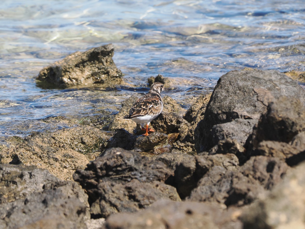 Ruddy Turnstone - ML562163491