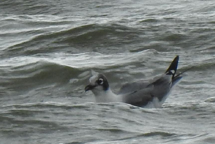 Franklin's Gull - ML562164201