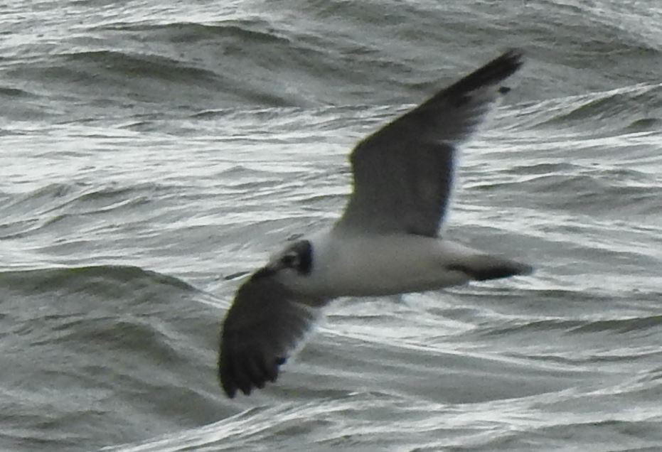Franklin's Gull - ML562164211