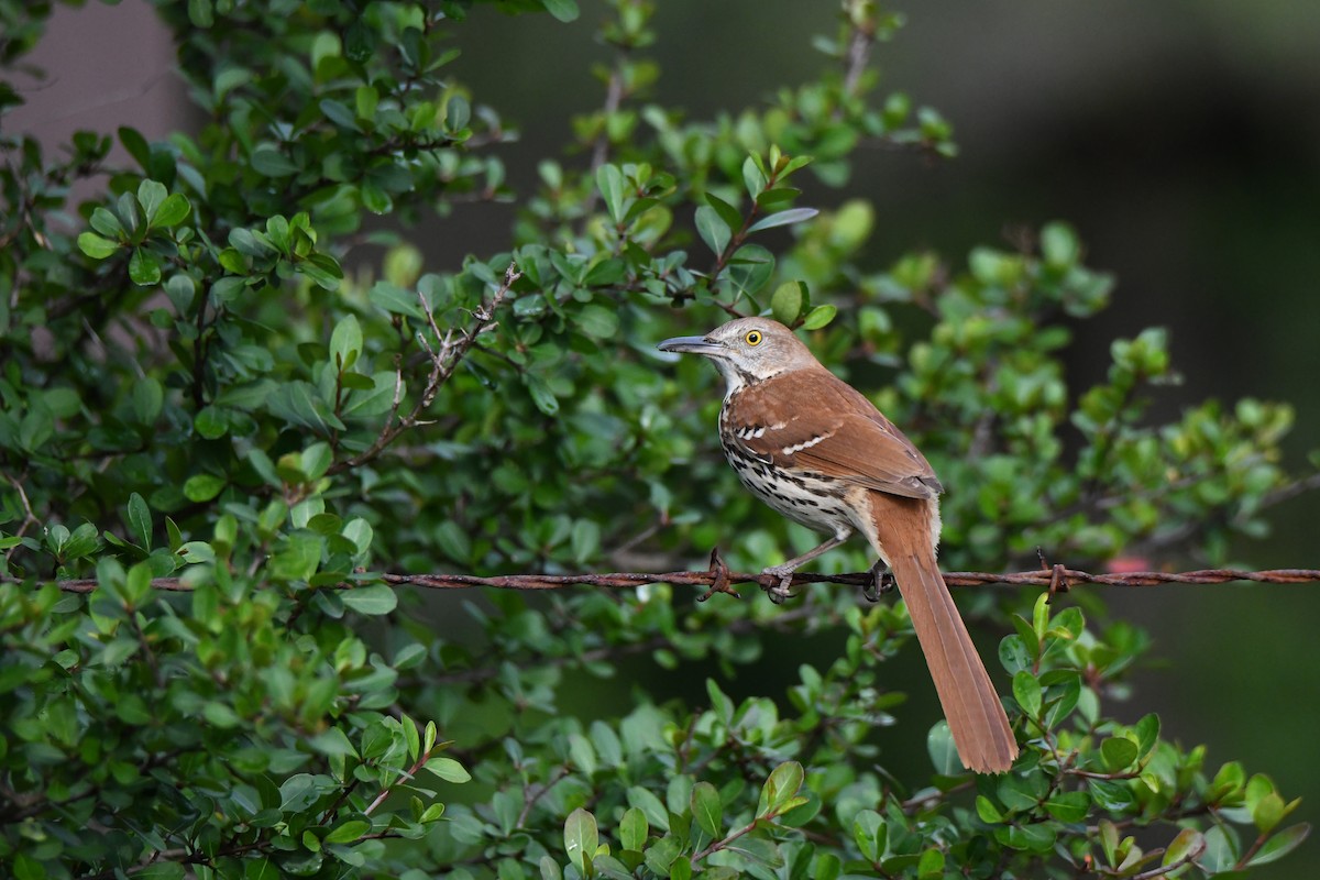 Brown Thrasher - ML562164871