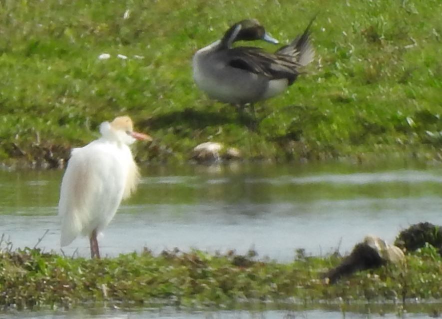 Western Cattle-Egret - ML562165111