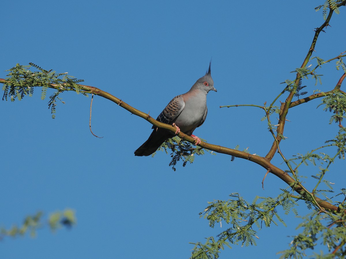 Crested Pigeon - Tony Richards