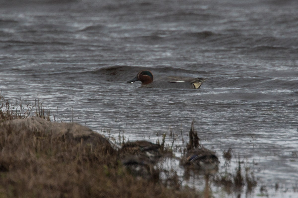 Green-winged Teal (Eurasian) - ML562165761