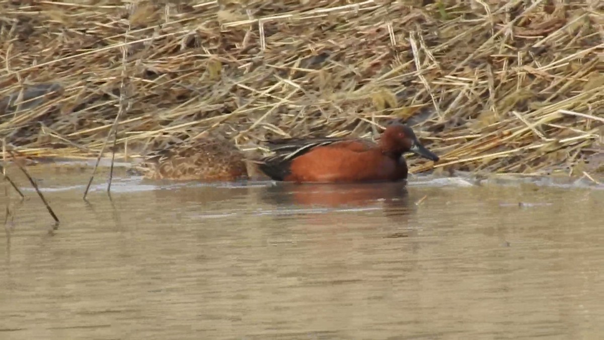 Cinnamon Teal - ML562165781