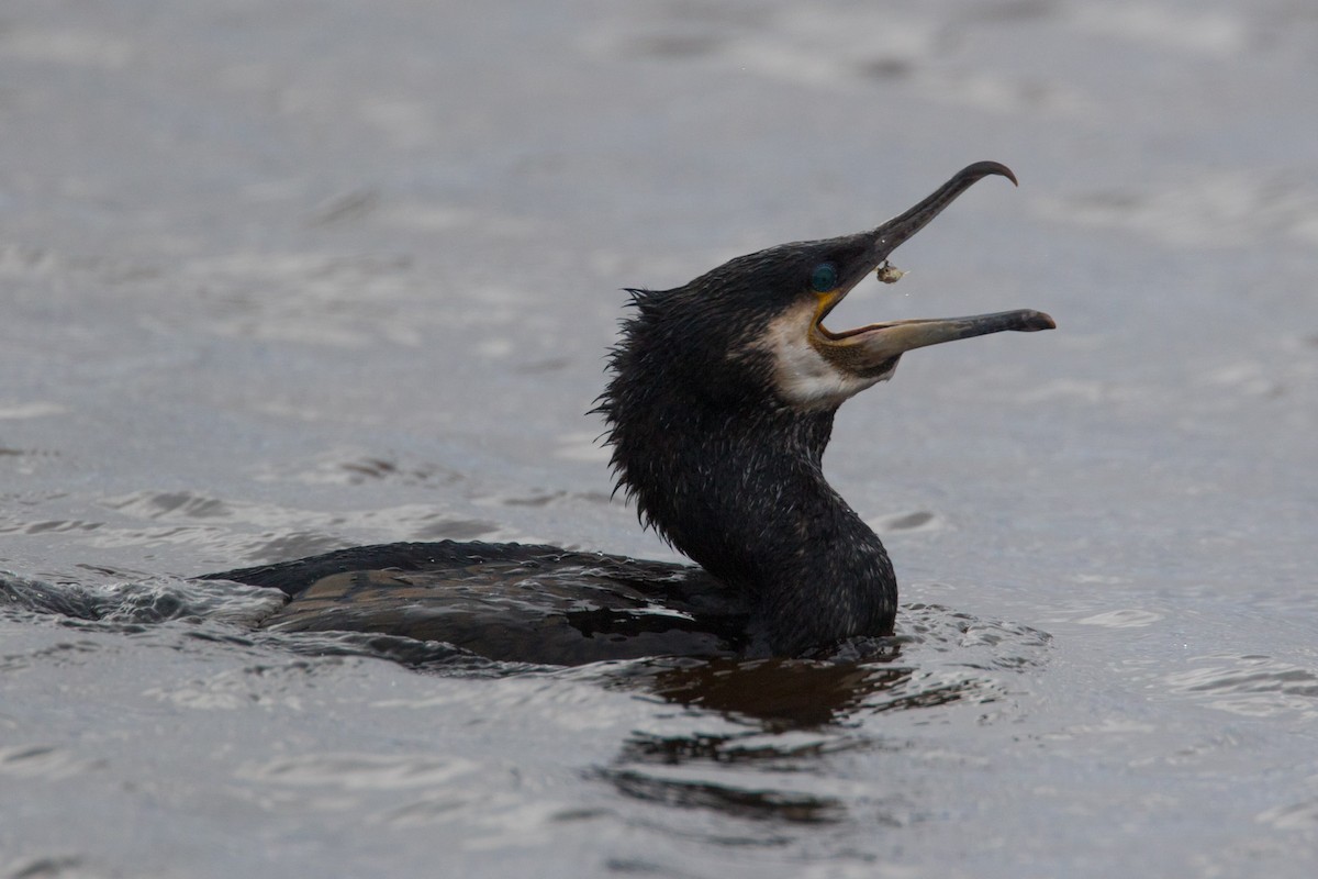 Great Cormorant - Detcheverry Joël