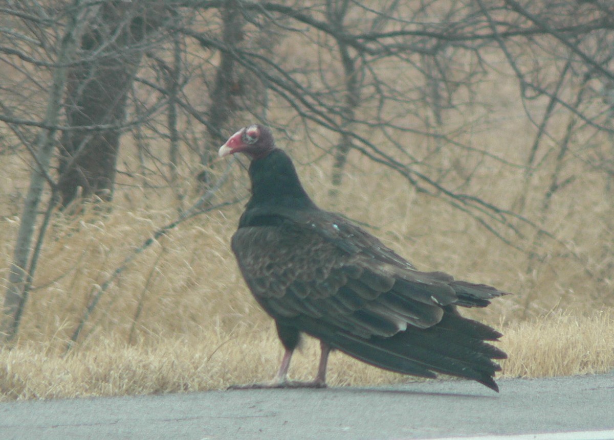 Turkey Vulture - Meredith Wallace