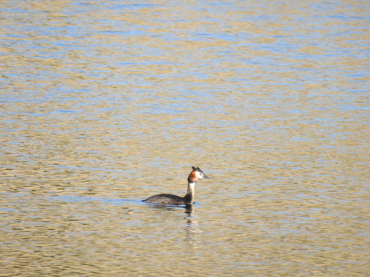 Great Crested Grebe - ML562167371