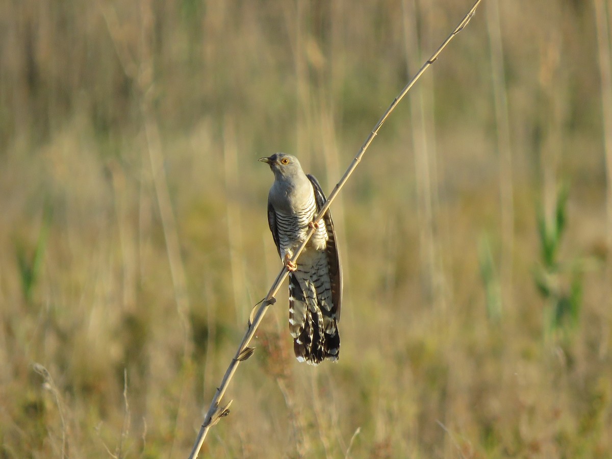 Common Cuckoo - ML562167601