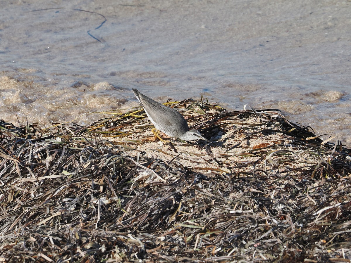 Grauschwanz-Wasserläufer - ML562167661