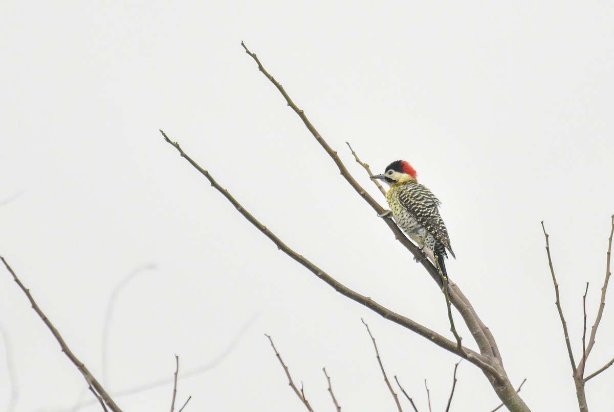 Green-barred Woodpecker - lucas krasmanski