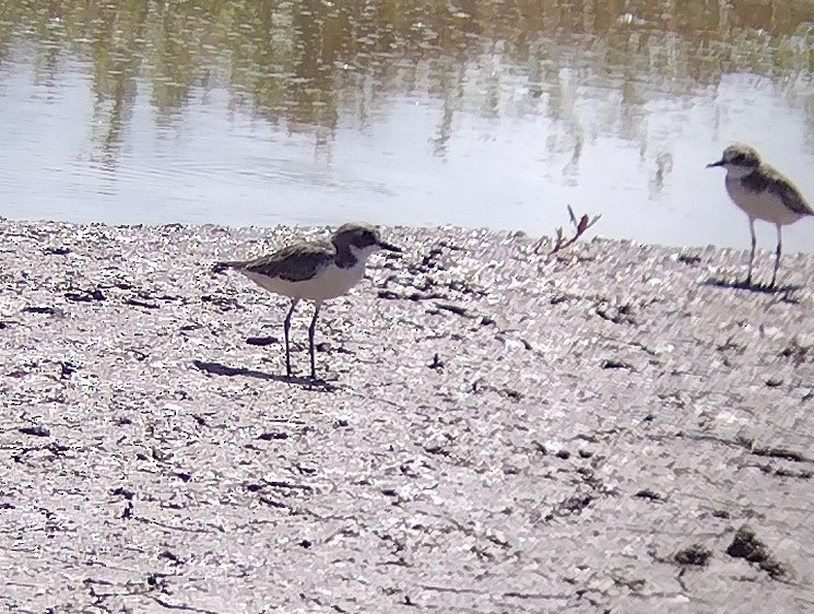 Siberian/Tibetan Sand-Plover - ML562169071