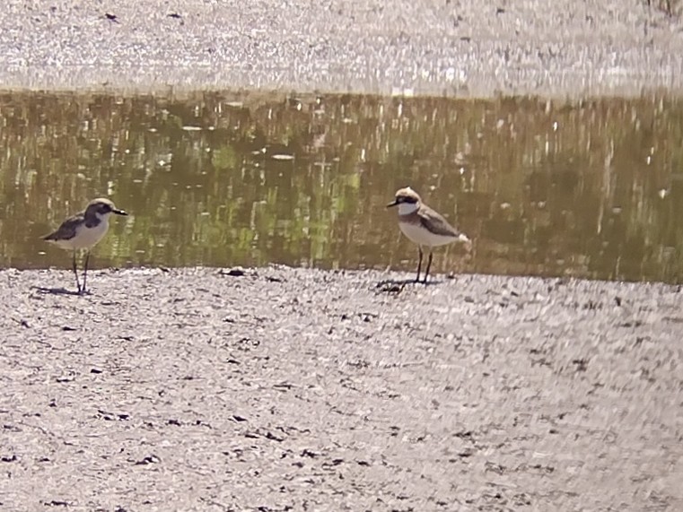 Siberian/Tibetan Sand-Plover - ML562169211