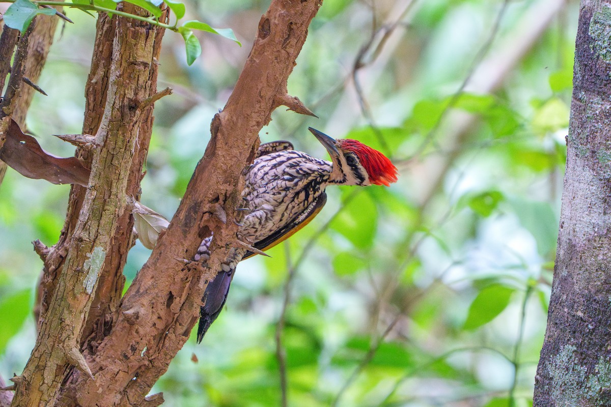 Common Flameback - ML562169471