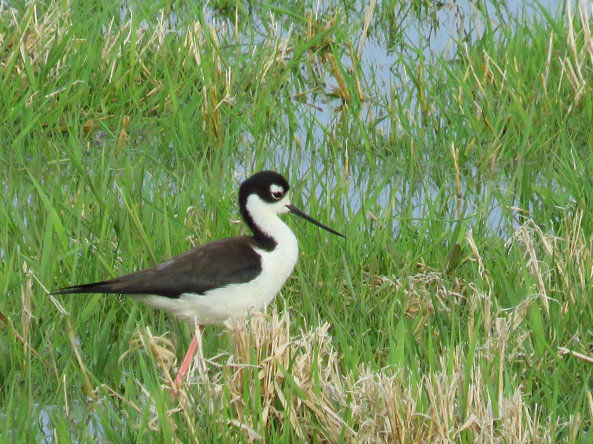 Cigüeñuela Cuellinegra - ML562172051