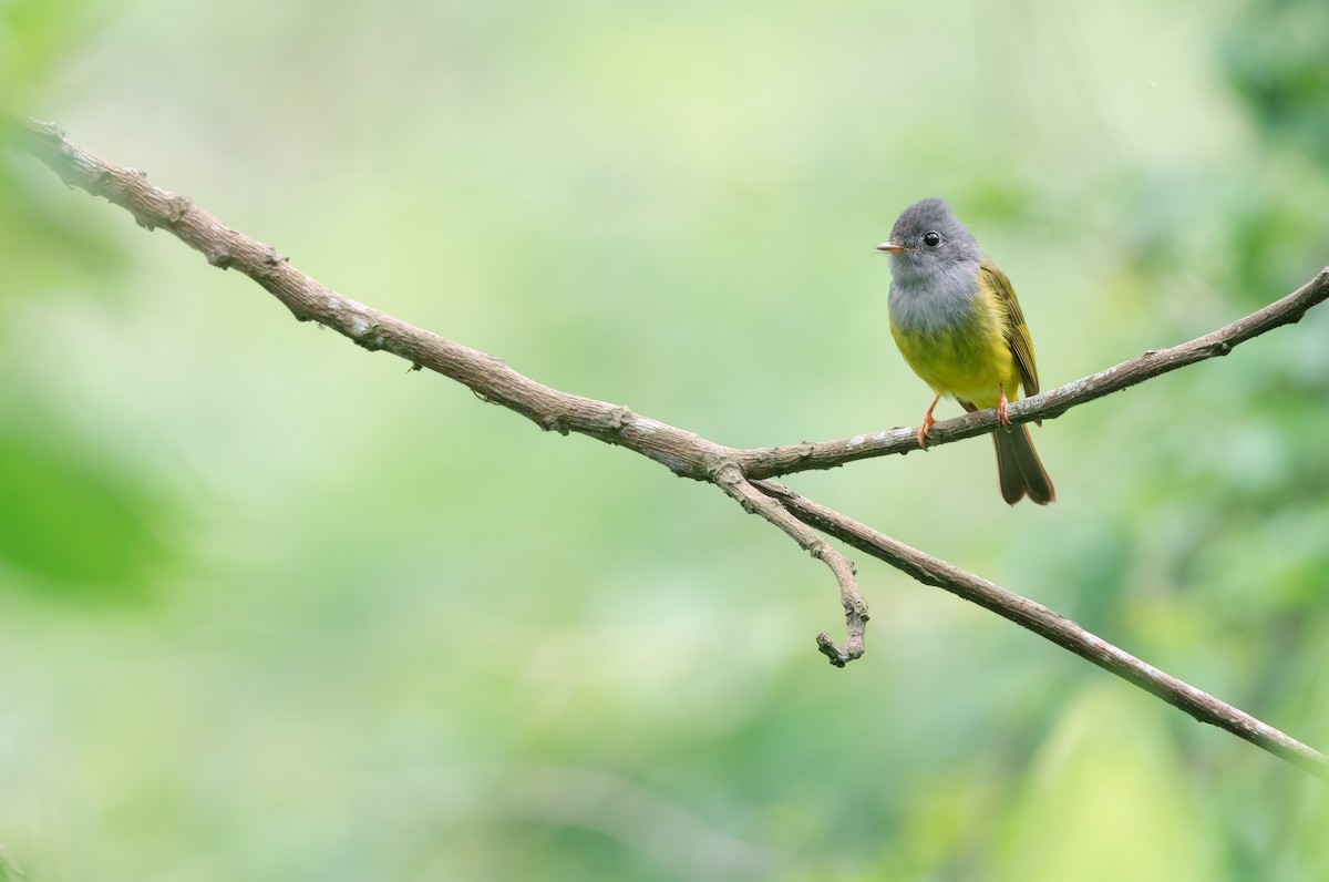 Gray-headed Canary-Flycatcher - ML562173301