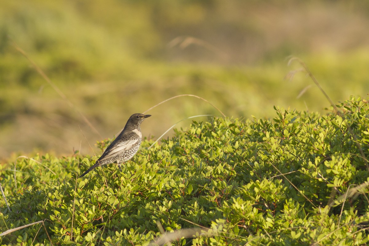 Ring Ouzel - ML562173681