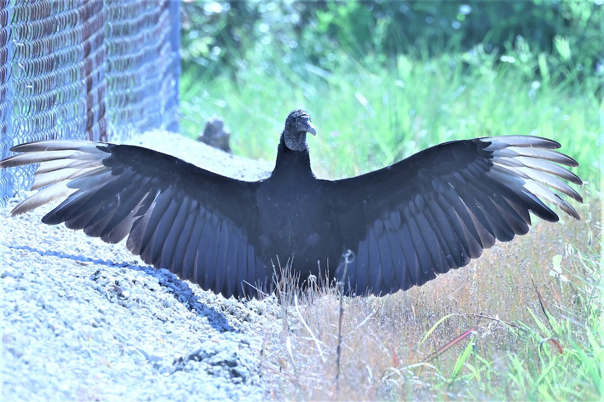 Black Vulture - ML562174271