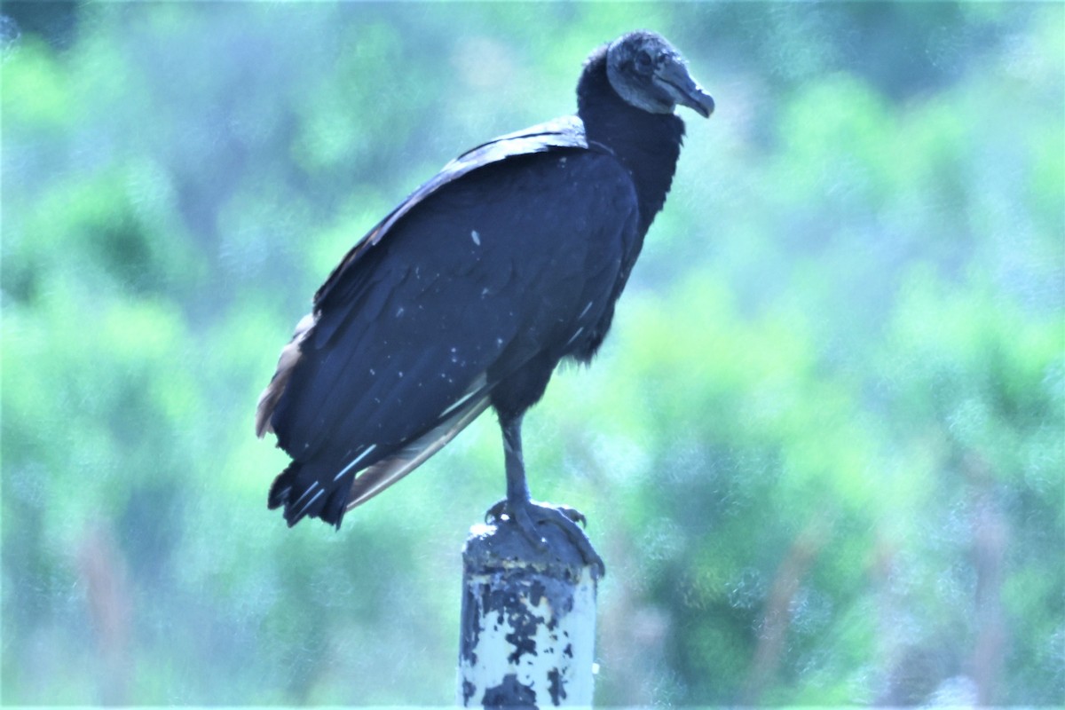 Black Vulture - ML562174371