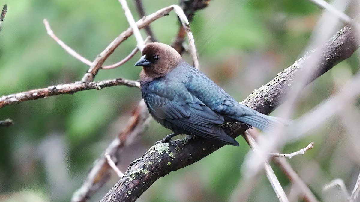 Brown-headed Cowbird - ML562174441