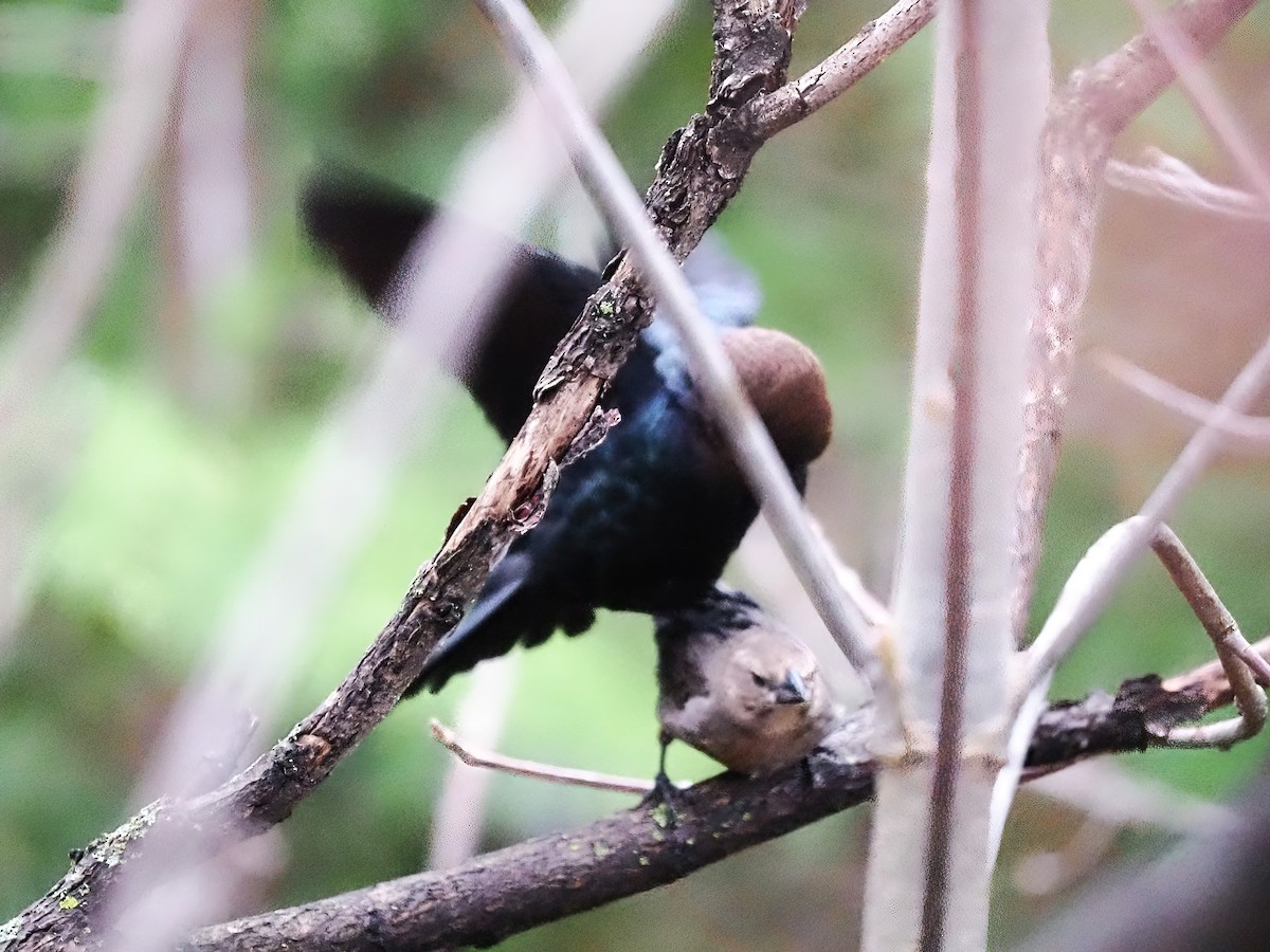 Brown-headed Cowbird - ML562174451