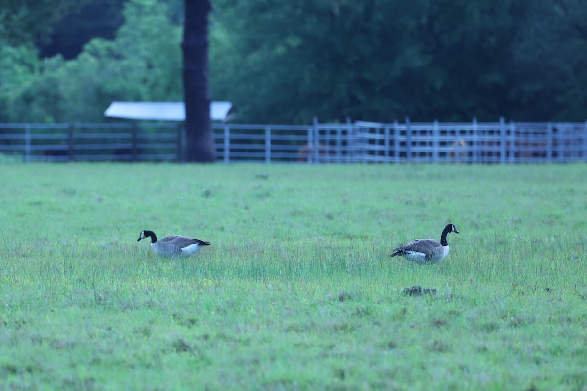 Canada Goose - ML562176371