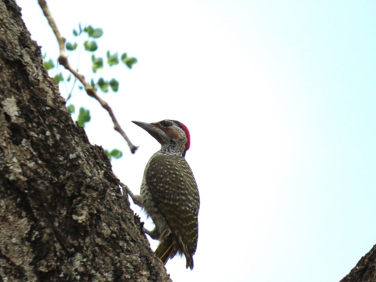 Bennett's Woodpecker - ML562176741