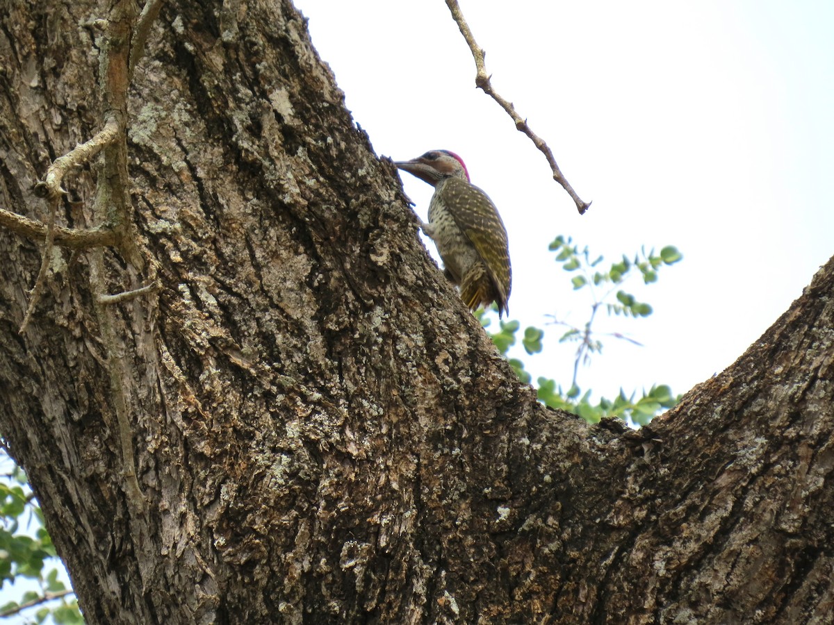 Bennett's Woodpecker - ML562176751