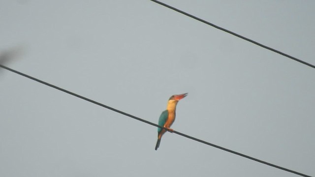 Stork-billed Kingfisher - ML562178361