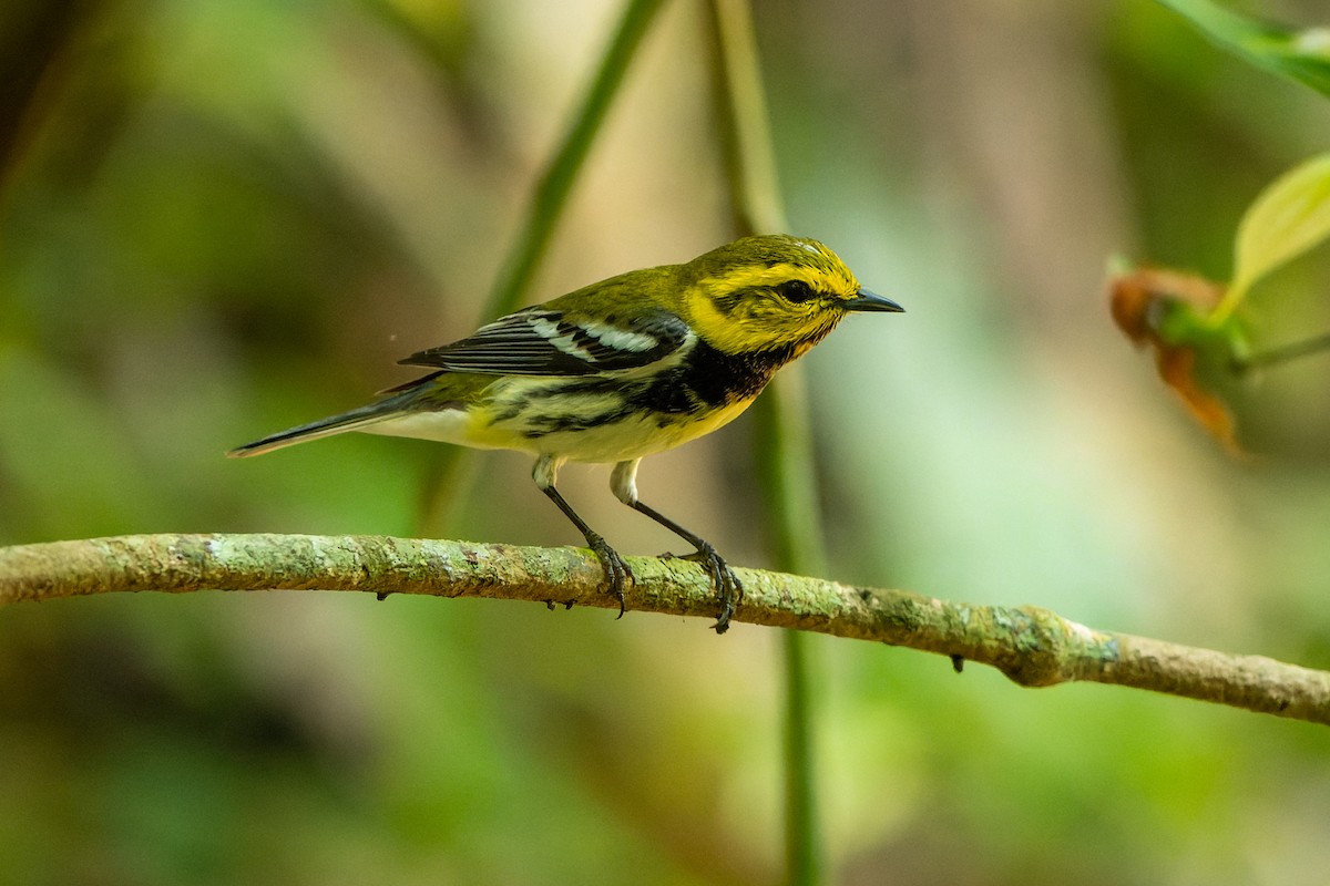 Black-throated Green Warbler - David Kidwell