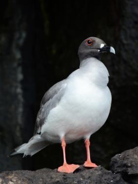 Swallow-tailed Gull - ML562179291