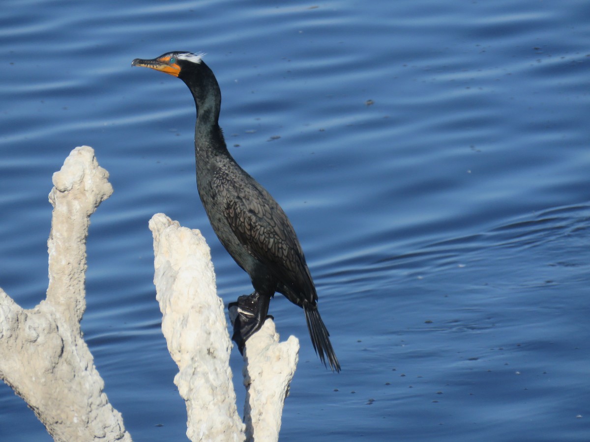 Double-crested Cormorant - ML562179721