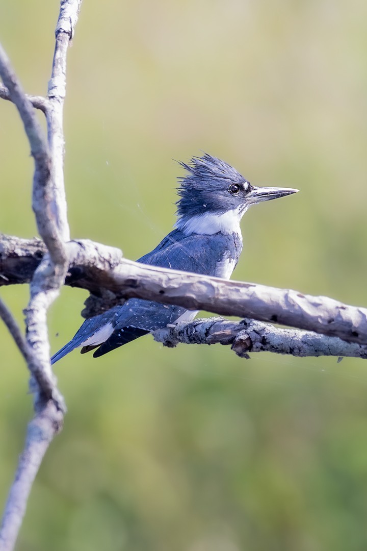 Belted Kingfisher - ML562180101