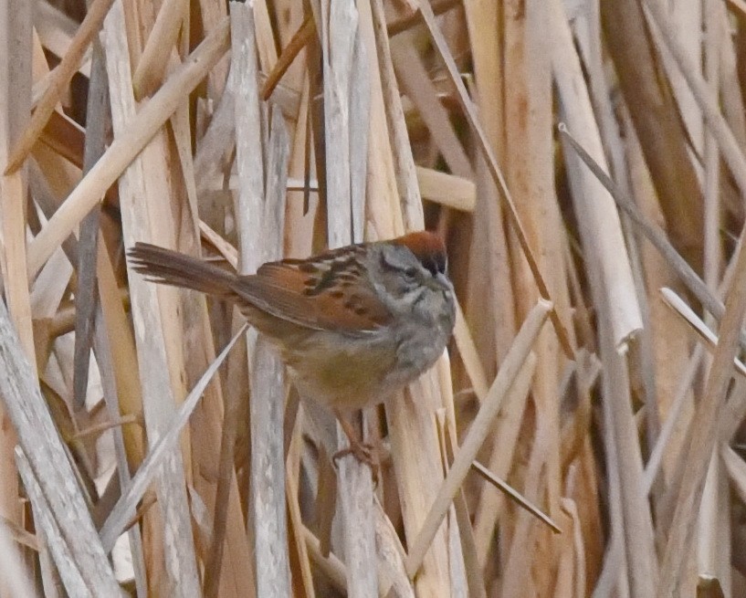 Swamp Sparrow - ML562180281
