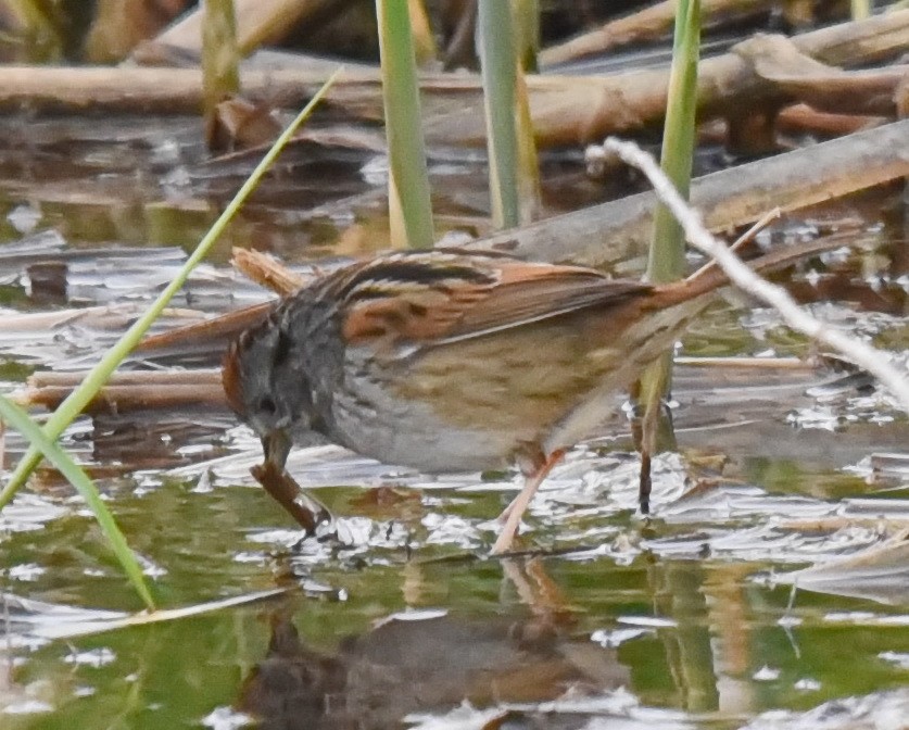 Swamp Sparrow - ML562180341