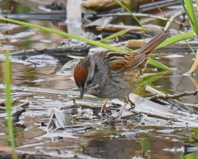 Swamp Sparrow - ML562180361