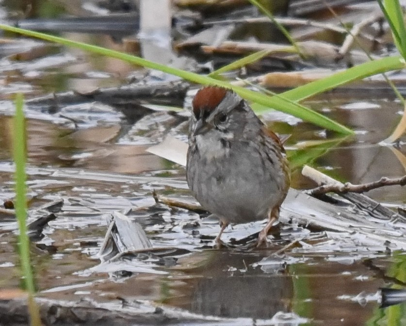 Swamp Sparrow - ML562180391