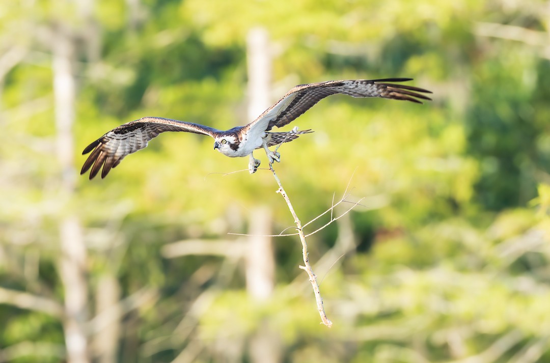 Osprey - ML562180461