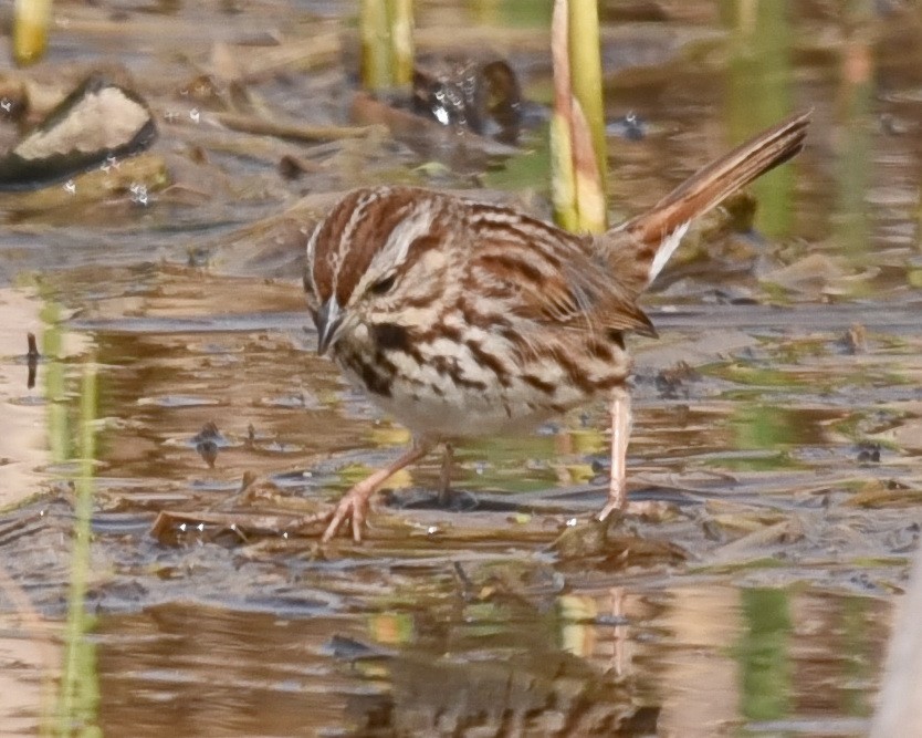 Song Sparrow - ML562180601