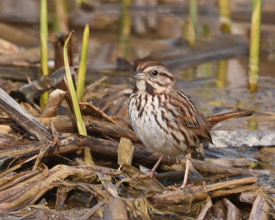 Song Sparrow - ML562180751