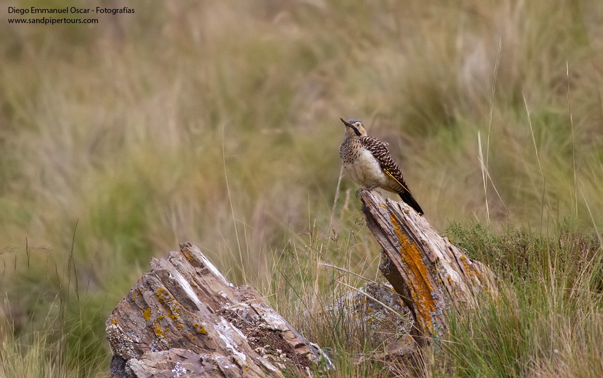 Andean Flicker - ML562181131