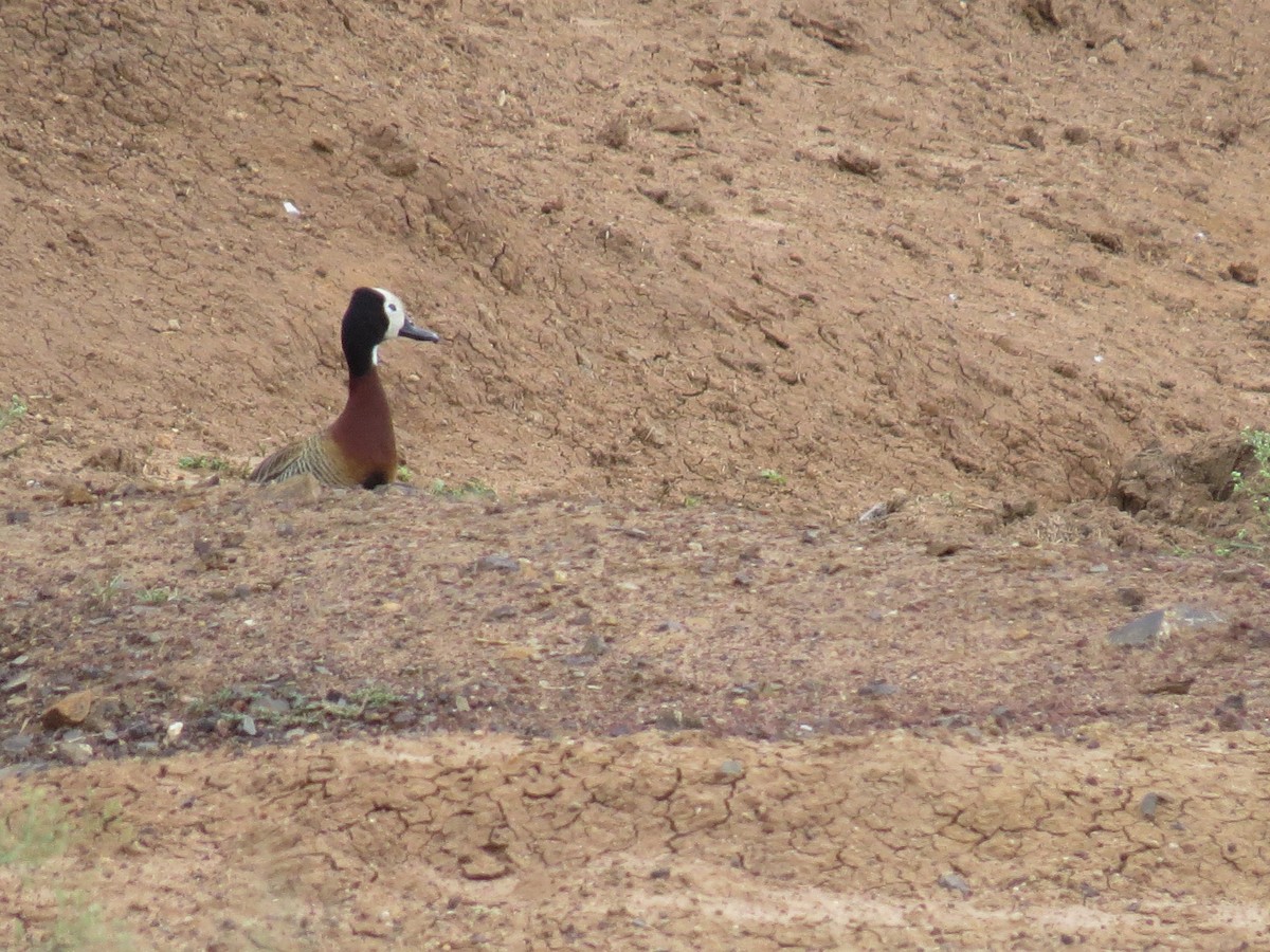 White-faced Whistling-Duck - Mick Mellor