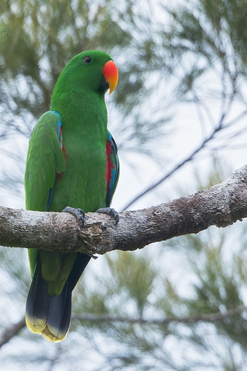 Papuan Eclectus - Dubi Shapiro