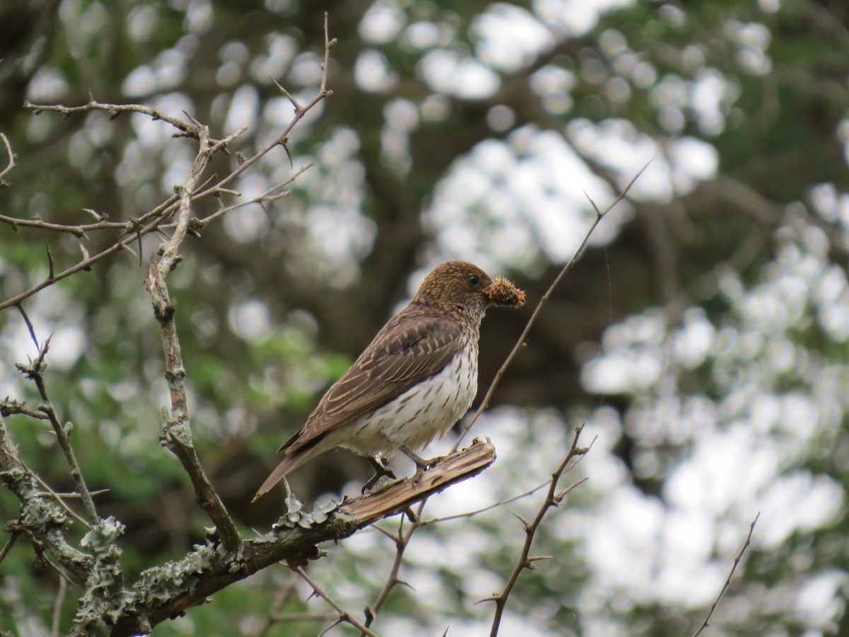 Violet-backed Starling - ML562182071