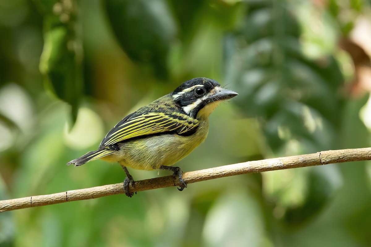 Yellow-rumped Tinkerbird - ML562182321